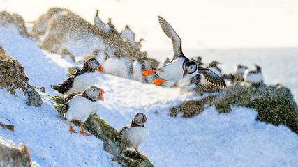 Atlantic puffin (Fratercula arctica) at Hornøya island, Norway
