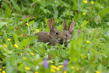 Baby Wild Rabbits (Oryctolagus cuniculus) sitting in a field.
