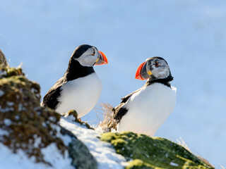 Fototapeta premium Atlantic puffin (Fratercula arctica) at Hornøya island, Norway