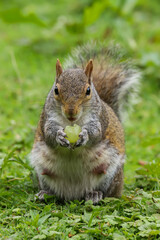 Naklejka na ściany i meble Close up of a Grey Squirrel, sciurus carolinensis, sitting in a field eating a grape.