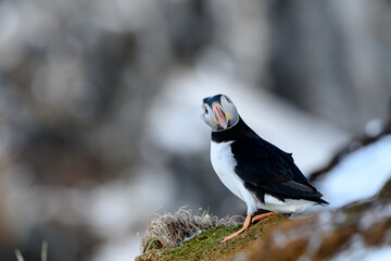 Atlantic puffin (Fratercula arctica) at Hornøya island, Norway