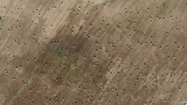 Aerial top view footage of lot of hale bales in the field on Summer day. The drone moves down. Lithuania