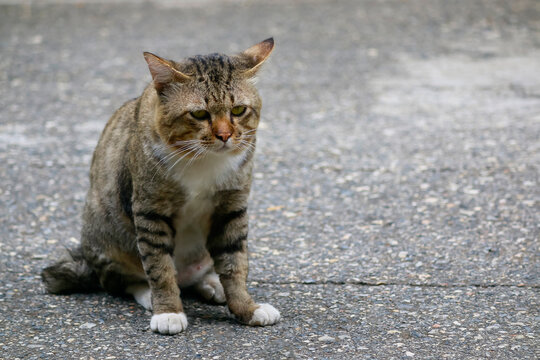 A male cat is sitting on the road looking.