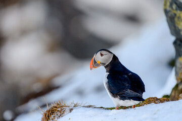 Atlantic puffin (Fratercula arctica) at Hornøya island, Norway