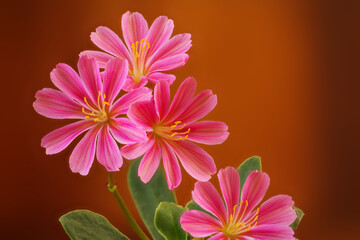 Beautiful Lewisia cotyledon flowers isolated from back ground