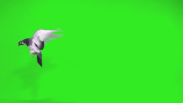 grey pigeon flies from right to left on a green screen, slow motion