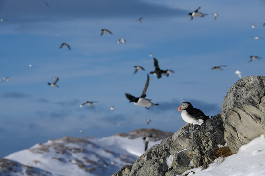 Atlantic puffin (Fratercula arctica) at Horn&oslash;ya island, Norway