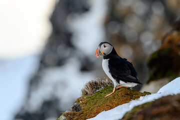 Atlantic puffin (Fratercula arctica) at Hornøya island, Norway