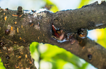 Resin that forms on tree branches. Natural elements.