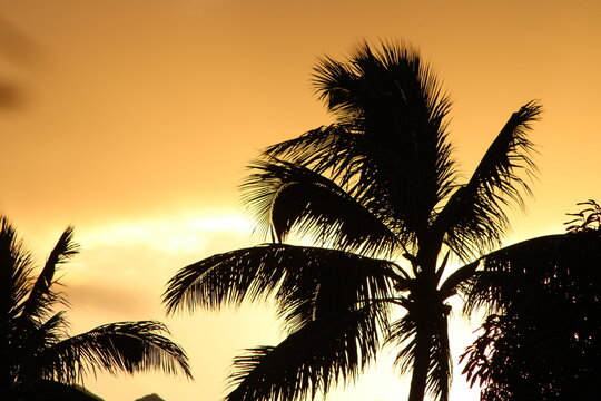 Sunset Palm Tree Silhouette