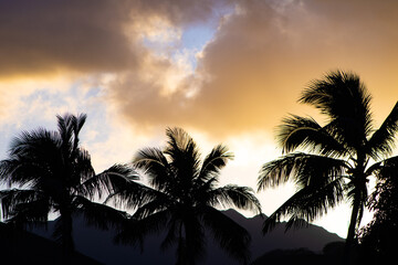 Obraz premium Sunset Palm Trees