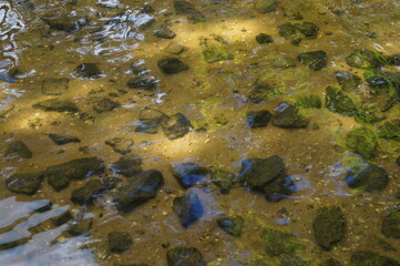  the water