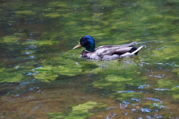 duck in the water