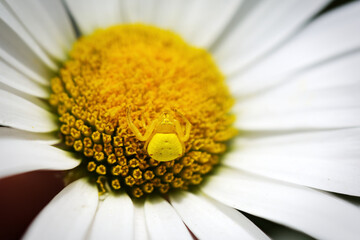 Yellow crab spider on yellow and white flower