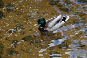 duck on the water