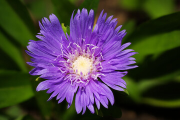 Purple garden flower - close up