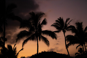 Palm Tree Silhouette Sunset