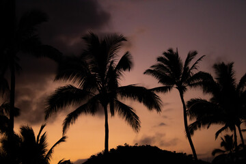 Obraz premium Palm Tree Silhouette Sunset