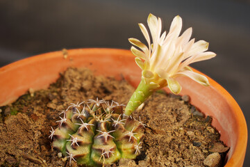Soft pink cacti flower in pot