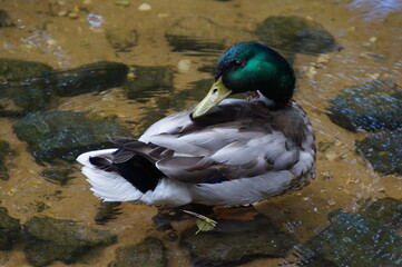 duck on the water