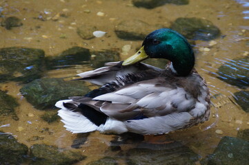 duck on the water