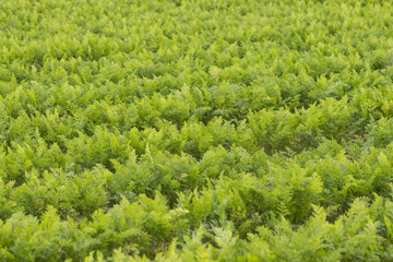 carrot field background