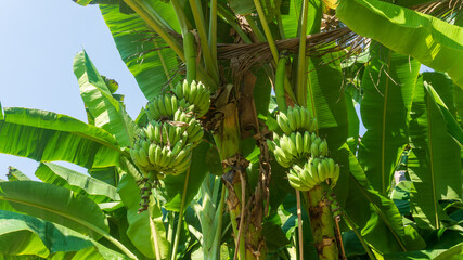 A bunch of green bananas in banana tree
