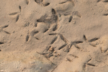 Bird tracks imprinted in the dried mud