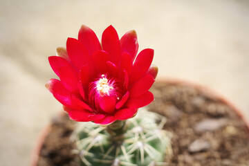 Red Cacti flower in pot