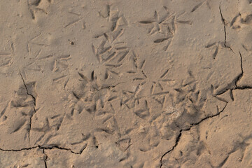 Bird tracks imprinted in the dried mud