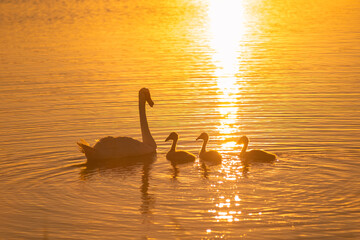 swan, lake, water, bird, nature, animal, sunset, swans, birds, wildlife, goose, pond, geese, duck, white, swimming, reflection, beautiful, sea, swim, feathers, river, beak, sunrise, family © Kristina