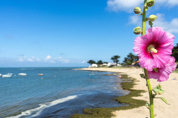 Rose trémière, plage de la Madeleine , le Vieil, île de Noirmoutier, Vendée