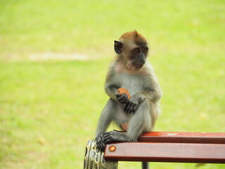 A curious monkey taking snacks and enjoying food from travellers in the Penang Botanical Garden