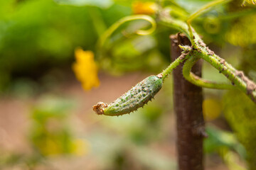 fresh organic cucumber growing in garden