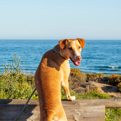 Perro cazador mirando el mar