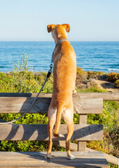 Perro cazador mirando el mar