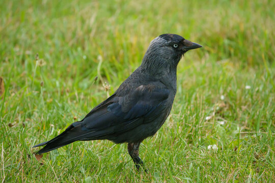 closeup of a jackdaw hunting for food in the grass