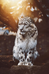 Snow leopard (Panthera uncia) detail portrait - obrazy, fototapety, plakaty