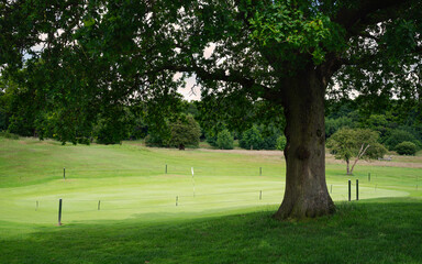 View of tree surrounded by grass towards putting green on summer morning. Beverley, UK.