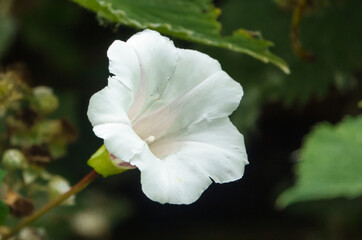 Fototapeta premium a beautiful white flower from field bindweed a.k.a. bearbine, bethbine, cornbine, field convolvulus, wild convolvulus (Convolvulus arvensis L)