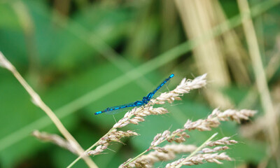 close up of beautiful banded demoiselle (Calopteryx splendens) damselfly  