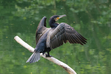 Close up of a Cormorant, Phalacrocorax carbo, perched on a branch over a river with its wings spread out.