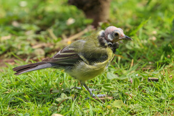 Great Tit, parus major, perched on the ground with bald head due to feather mites.  Diseased bird.