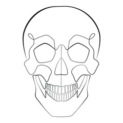 Human skull front one line drawing on white isolated background