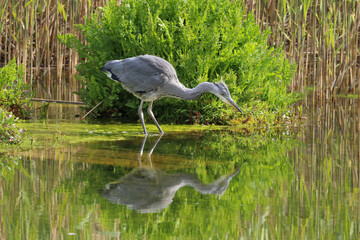 A juvenile Grey Heron, Ardea cinerea fishing in a lake, UK