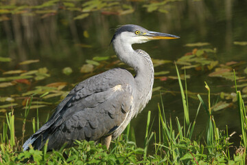 A juvenile Grey Heron, Ardea cinerea, standing by the side of a lake