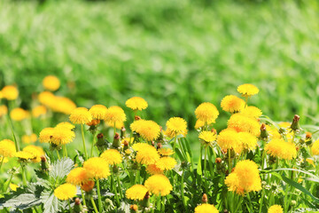 yellow dandelion field background, abstract panorama yellow flower blooming dandelions
