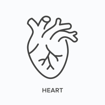 Heart flat line icon. Vector outline illustration of cardio organ. Black thin linear pictogram for cardiovascular system