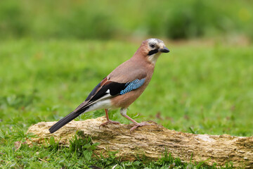 Close up of a Jay (Garrulus glandarius) bird perched in a field.