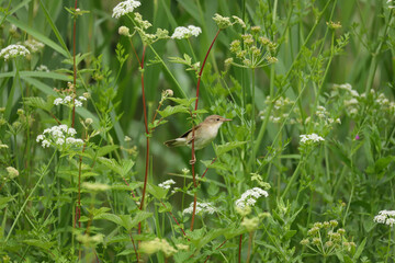 Reed Warbler, Acrocephalus scirpaceus, perched at the side of a pond